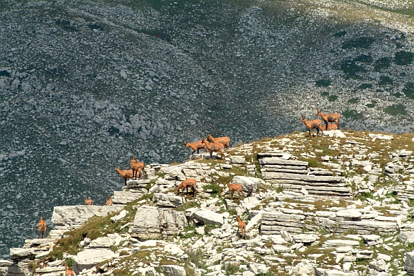 Camoscio d''Abruzzo Rupicapra pyrenaica ornata